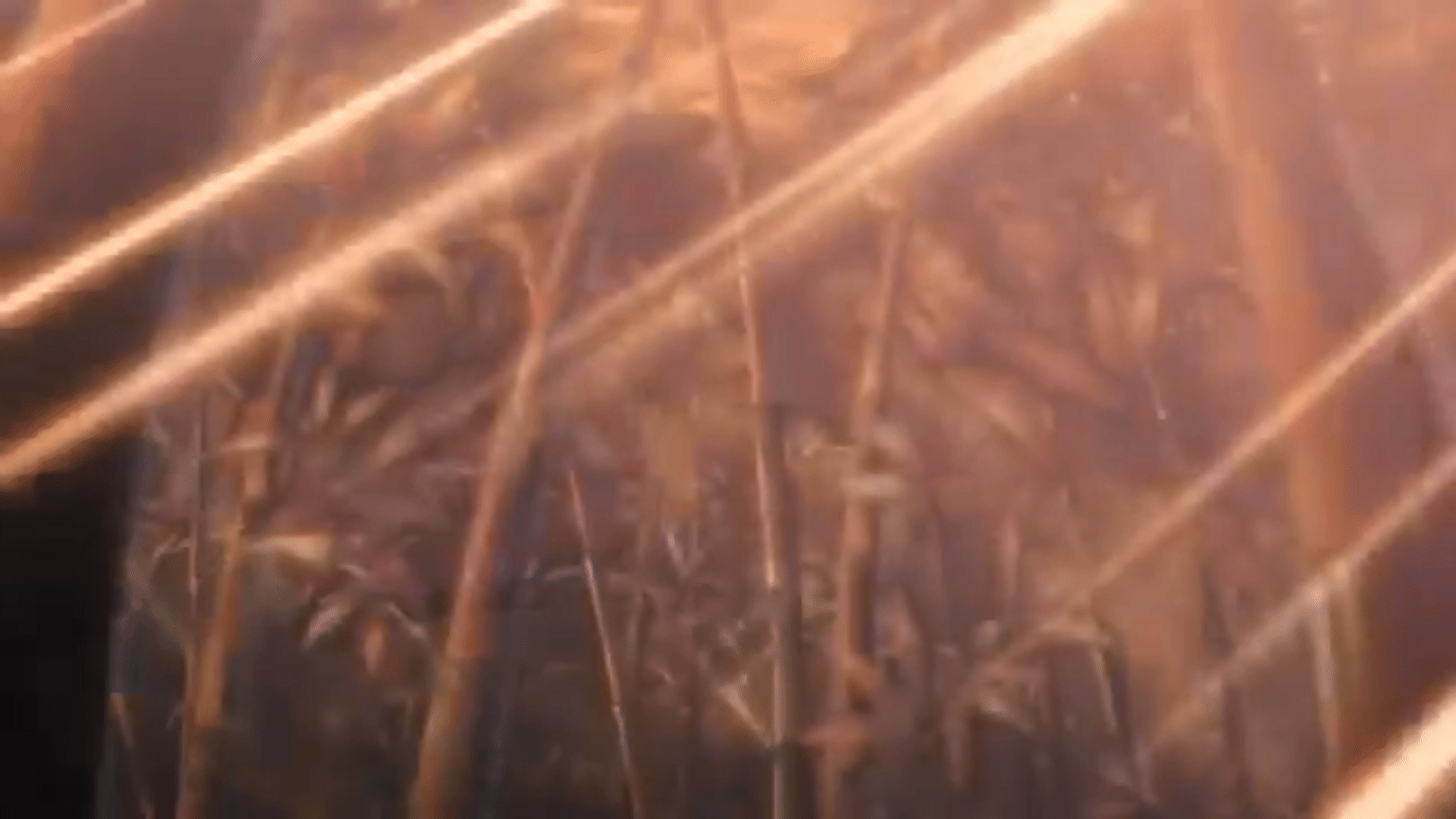 Bamboo Forest Anime GIF