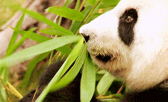 Bamboo Leaves Chewing GIF
