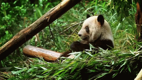 Bamboo Leaves Panda GIF