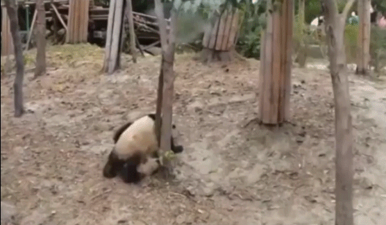 Bamboo Panda Falling GIF