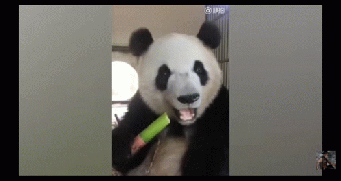 Bamboo Panda Snack GIF