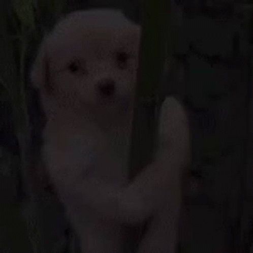 Bamboo Puppy GIF