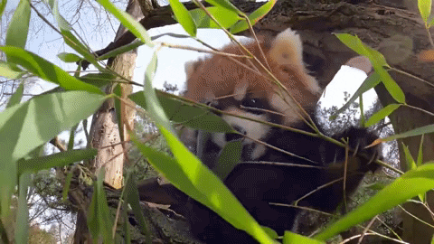 Bamboo Red Panda GIF