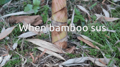 Bamboo Shoot GIF