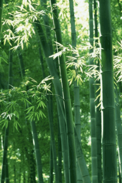 Bamboo Trees Leaves GIF