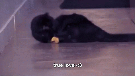 Banana Cat Meme Bubbly Playing GIF