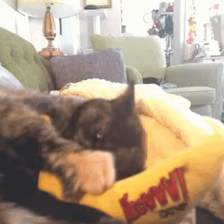 Banana Cat Meme Full Of Aggression Playing GIF