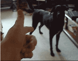 Bang Cute Dog Trick GIF