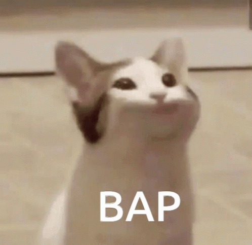 Bap Beluga Cat GIF