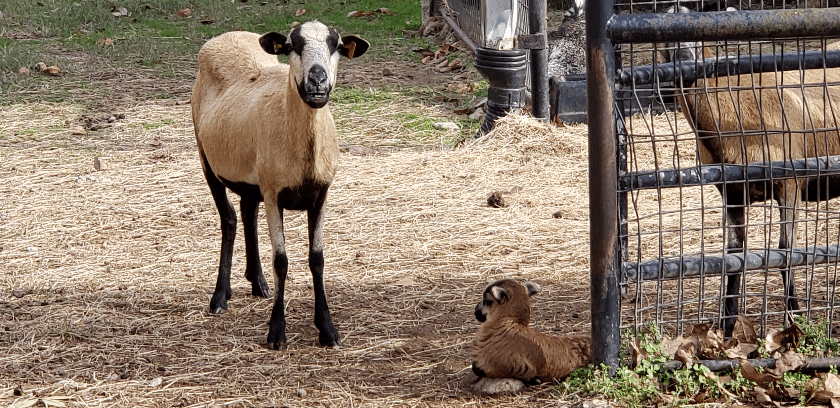 Barbados Black Belly Sheep GIF