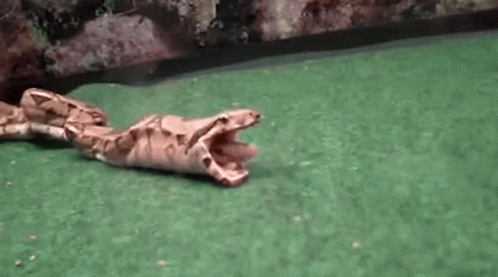 Barf Big Snake Regurgitates Prey GIF