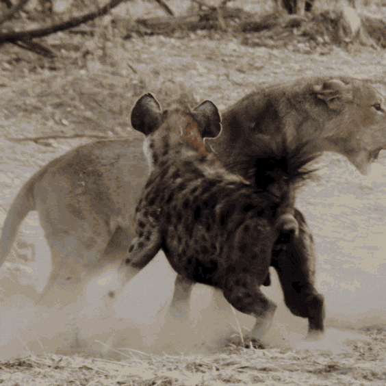 Bark Hyena Lion GIF