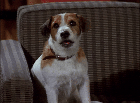 Barking Ptsd Dog GIF