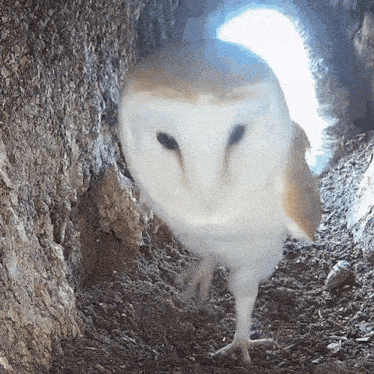 Barn Owl Looking Out of Hole in Ground