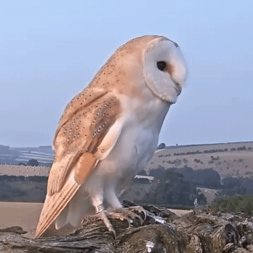 Barn Owl Perched on Tree Branch Looking at Camera