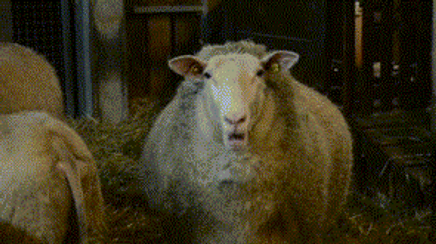 Barn Sheep Chews GIF 