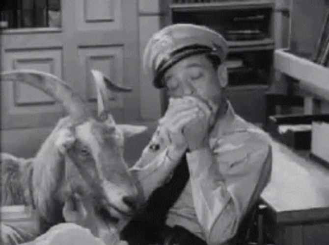 Barney Fife With A Sheep GIF