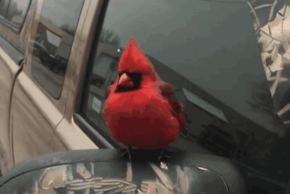 Baseball Player in Cardinals Jersey and Hat with S