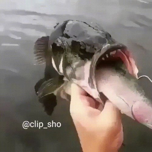 Bass Fish Eating Small Fish GIF