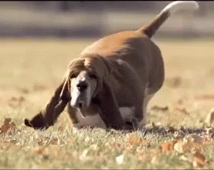 Basset Hound Playing With Ball In Grass GIF