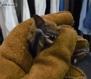 Grumpy Bat Flipping Out GIF