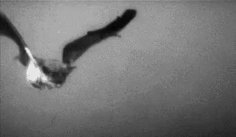 Flying Bat Wide Wing Span Old Shot GIF