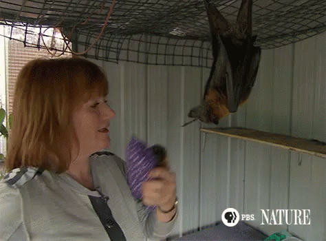 Upside Down Bat Reaching Out GIF