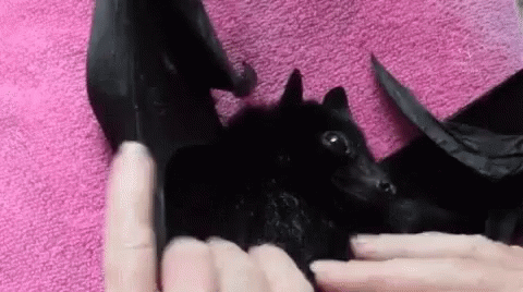Pampered Bat Getting Massages GIF