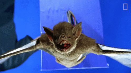 Little Brown Bat Close Up Fangs GIF