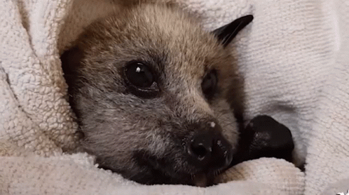 Cuddly Baby Bat Chewing GIF