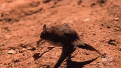 Wild Bat Crawling On The Ground GIF