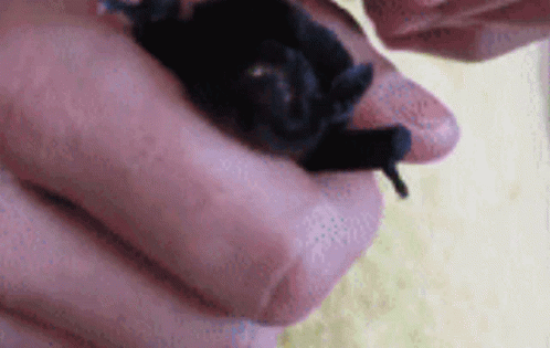Scary Baby Bat Showing Fangs GIF