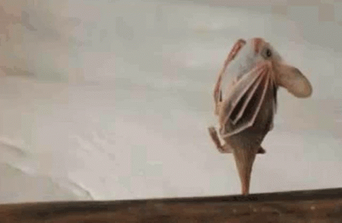 Brown Bat Stretching Wings GIF