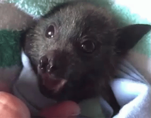 Charming Baby Bat Yawning GIF