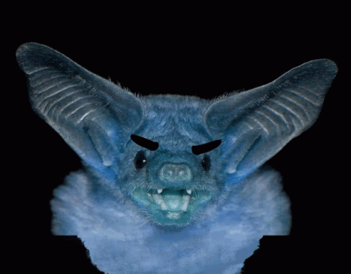Bat 498 X 389 Gif GIF