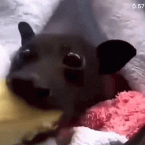 Charming Bat Eating Banana GIF