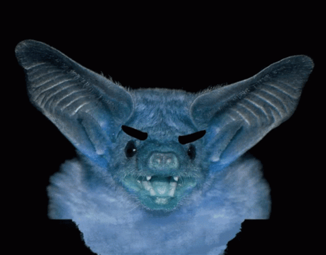 Bat GIF