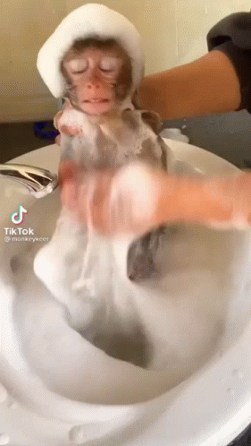 Monkey Taking A Bath GIF