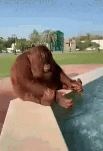 Gorilla Taking Bath On Fountain GIF