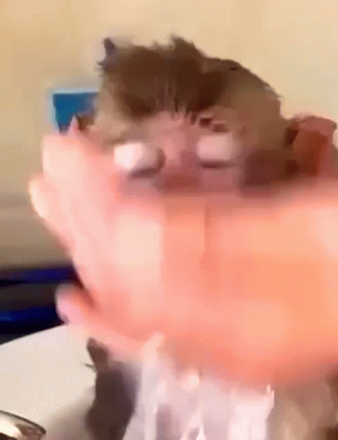 Monkey Face Bath GIF