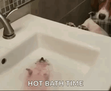 Cute Hedgehog Hot Bath Time GIF