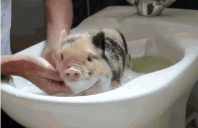Piglet Taking Bath GIF