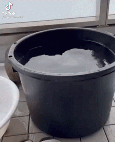 Seal Taking Bath On Pail GIF