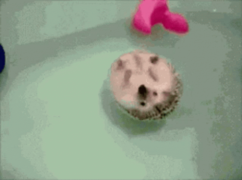 Floating Hedgehog Bath Time GIF