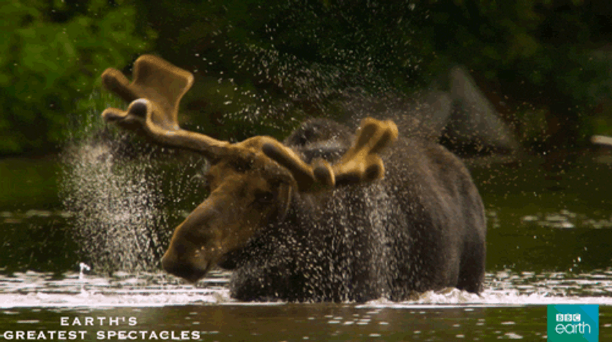 Bathing Alaska Moose Animal GIF
