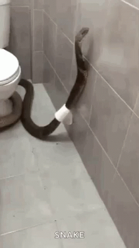 Bathroom Dangerous Snake GIF