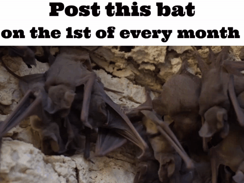 Bats Hanging Upside Down GIF