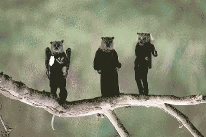 Bats Happy Dance GIF