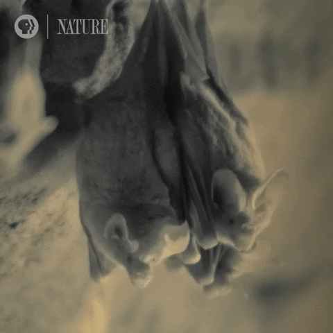 Bats Just Hanging Around GIF