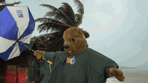 Batten Down The Hatches Beaver Mascot Storm GIF